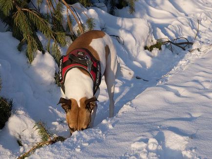 Jack Russell Terrier fotografie, descrierea rasei, natură și prețuri