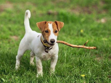 Jack Russell Terrier fotografie, descrierea rasei, natură și prețuri