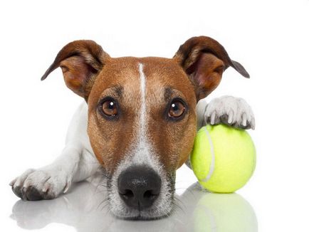 Jack Russell Terrier fotografie, descrierea rasei, natură și prețuri