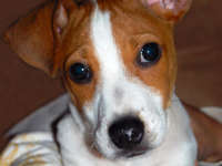 Jack Russell Terrier - istorie, descriere și îngrijire