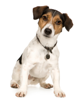 Jack Russell terrier - Breed leírás, fotó, videó, cikk