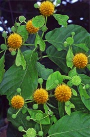 Ekohoum - Mitragyna speciosa