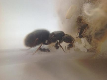 Експеримент вплив негативно зарядженої води в якості харчування для мурах, клуб любителів