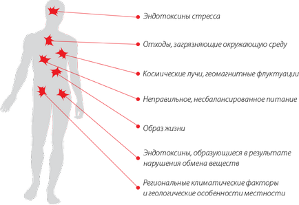 Endoecomed, endoecologie, Levine, Earl, endokling