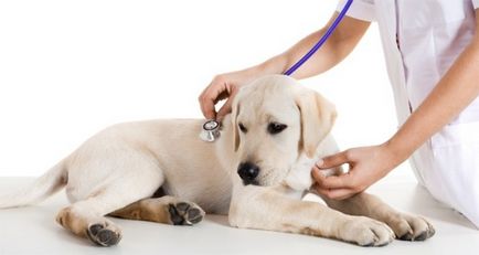 Ентерит у собак симптоми і лікування