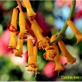 Planta Erica pe bază de plante sau plantare, creștere, reproducere și îngrijire