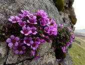 Eschscholzia - növekszik a magok nyílt terepen, amikor a növény (magok) Eschscholzia - növekszik a magok nyílt terepen, ha a növény