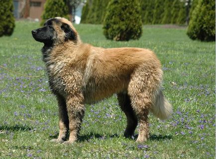 Estrela Shepherd Dog Foto