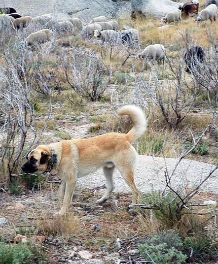 Eshterlian Shepherd Dog fotografie, câine de munte Estrela, esterler câine ciobănesc aspect câine de munte