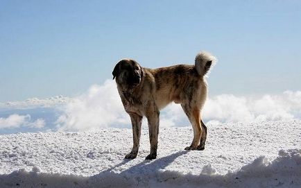 Ештрельская вівчарка фото, гірська собака Естрела, ештрельская вівчарка зовнішній вигляд гірської собаки