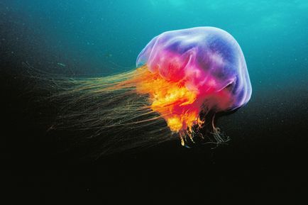Dacă meduzele au lovit 5 reguli principale de prim ajutor pentru o arsură