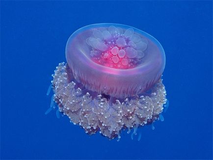 Якщо вжалила медуза 5 головних правил першої допомоги при опіку