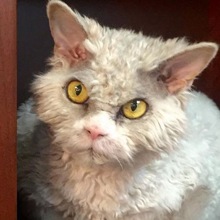 Această pisică cu o privire autoritară a explodat pe internet,
