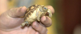 Європейська болотяна черепаха з жовтими плямами на тілі