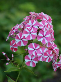 Phlox ültetés, gondozás, tenyésztés