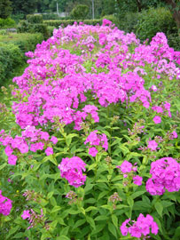 Phlox ültetés, gondozás, tenyésztés