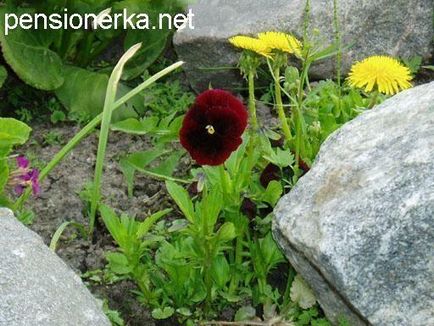 Фотоальбом мій сад, квіти на садовій ділянці з віршами