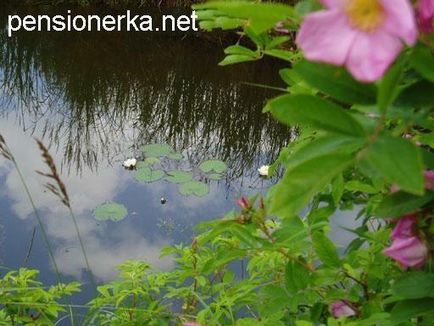 Фотоальбом мій сад, квіти на садовій ділянці з віршами