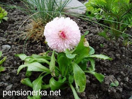 Фотоальбом мій сад, квіти на садовій ділянці з віршами