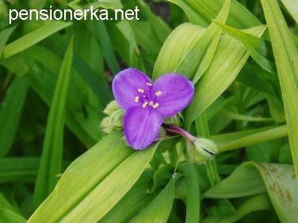 Фотоальбом мій сад, квіти на садовій ділянці з віршами