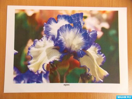 Фотоальбом «різноманітність садових квітів»