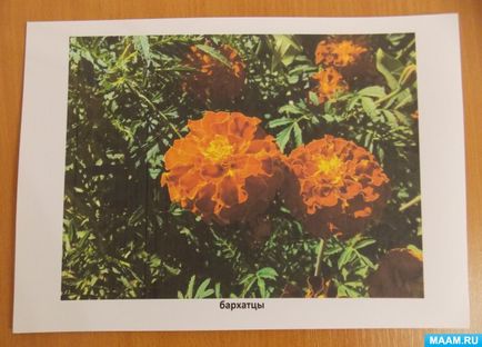 Fotóalbum „különböző kerti virágok”