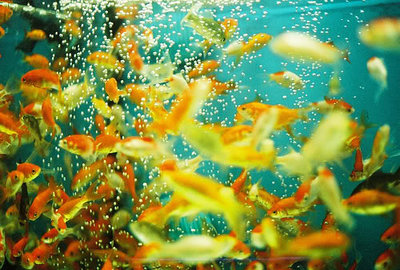 Embolizarea gazelor în peștii de acvariu - forum pentru acvariu
