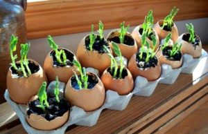 Geranium (Pelargonium) nu înflorește - de ce și cum să facă floarea plantei