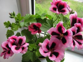 Герань (пеларгонія) не цвіте - чому і як змусити рослину цвісти
