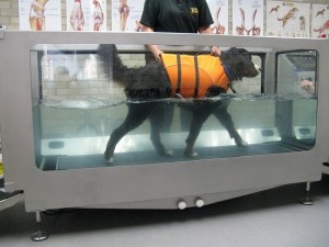 Hidroterápia kutyáknak 1
