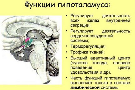 Hypothalamus - ceea ce este și funcțiile sale, unde este, de ce este responsabil