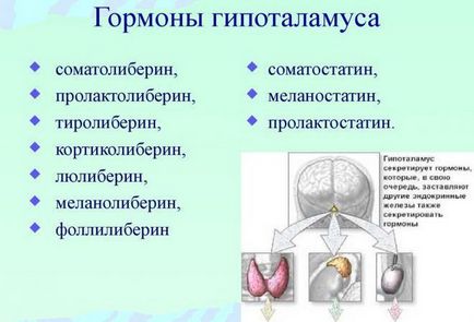 Hypothalamus - ceea ce este și funcțiile sale, unde este, ce este responsabil pentru aceasta