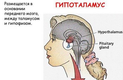 Hypothalamus - ceea ce este și funcțiile sale, unde este, de ce este responsabil