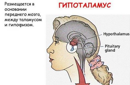 Гіпоталамус - що це таке і його функції, де знаходиться, за що відповідає