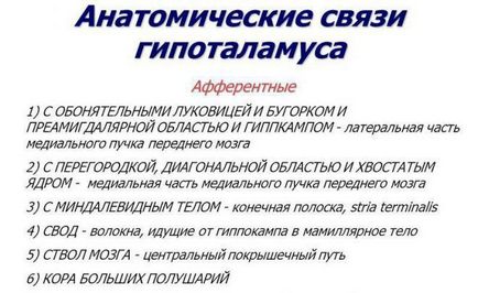 Гіпоталамус - що це таке і його функції, де знаходиться, за що відповідає