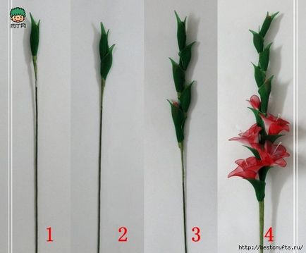 Gladiolus de la mâinile proprii