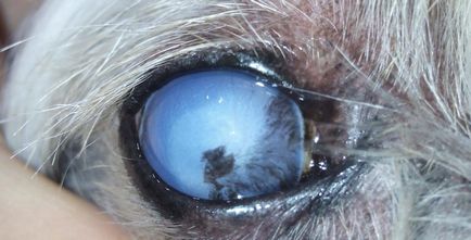 Glaucomul la animale - oftalmologie veterinară