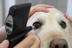 Glaucomul la animale - oftalmologie veterinară