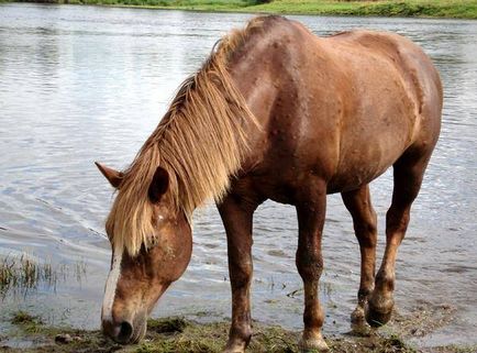 Viermii vă pot mânca calul în viață, lăsați-i să facă acest lucru, cum să îndepărteze paraziți de la un cal