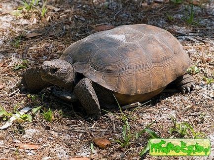 Gopherus polyphemus, живий куточок он-лайн