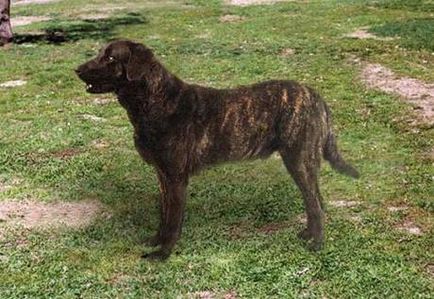 Estrela Mountain Dog (portugál pásztor