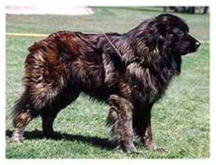 Estrela Mountain Dog (portugál pásztor