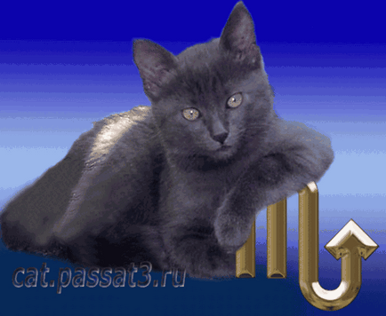 Horoszkóp 2013 Scorpio, a kedvenc thai macska