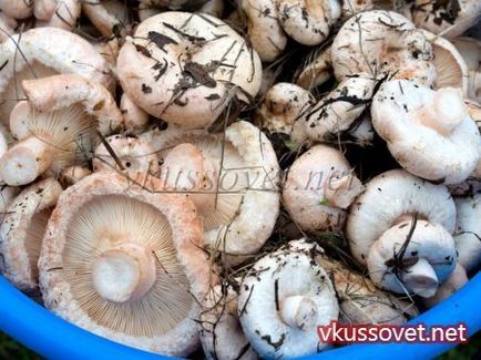 Ciuperci - belyanki sărind cale fierbinte, rețetă cu fotografie turn-based