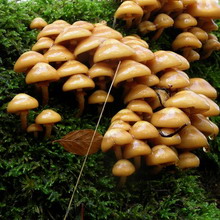 Ciupercă ciupercă de vară pe fotografie și o descriere a modului de a distinge agarice de vară falsă