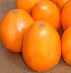індетермінантні томати