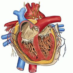 Infarctul miocardic patofiziologic - tratamentul inimii