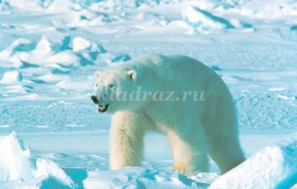 Інтелектуальна вікторина з відповідями для учнів початкової школи