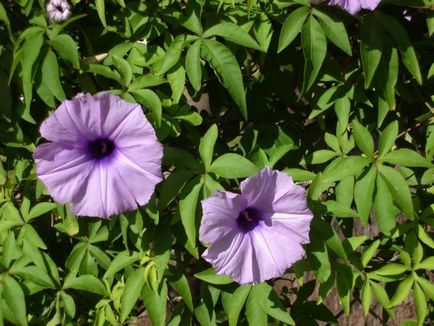 Morning Glory hang-Downing lila levelek