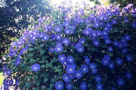 Morning Glory hang-Downing lila levelek